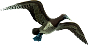 ACBFR DB Booby.png