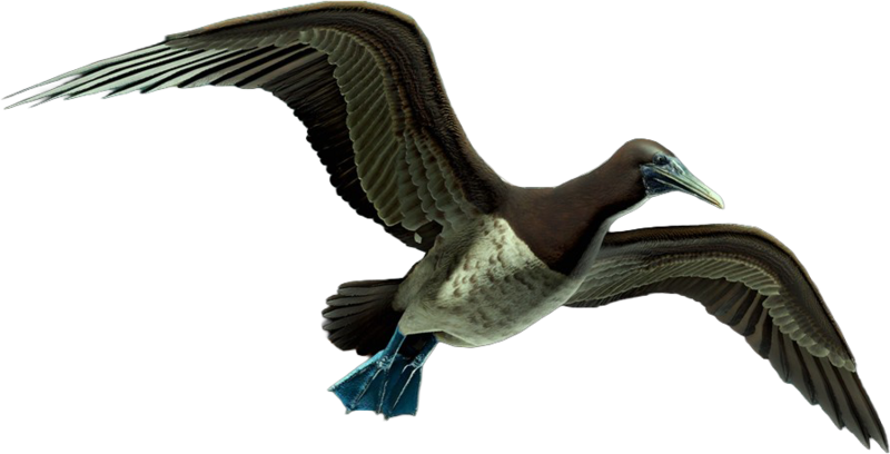 File:ACBFR DB Booby.png