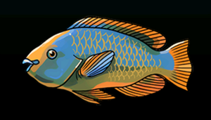 RainbowParrotfishACP.png