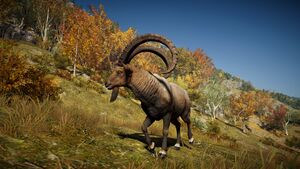 ACOd-Ibex.jpg