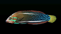 Thumbnail for version as of 00:04, 23 January 2026