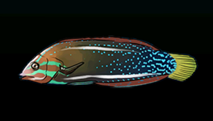 ClownWrasseACP.png