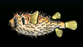 Thumbnail for version as of 00:05, 23 January 2026
