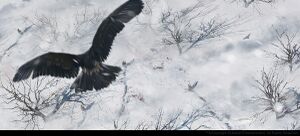 Frontier by WilliamWu.jpg
