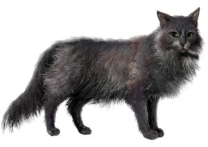 ACBFR DB Cat.webp