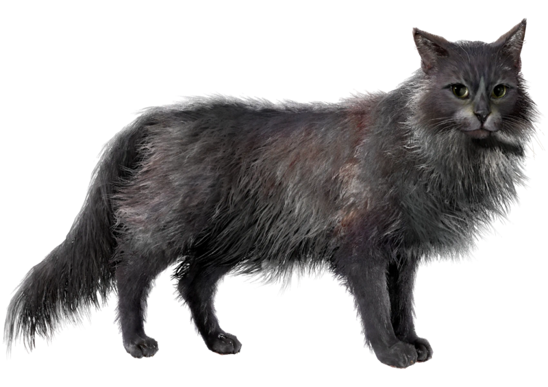 File:ACBFR DB Cat.webp