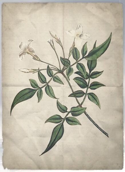 File:ACS DB Common Jasmine.jpg