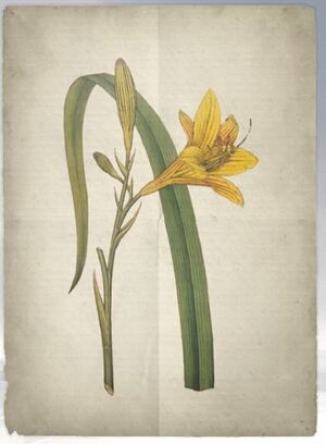 ACS DB Yellowday Lily.jpg