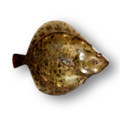 Turbot Flatfish (Scophthalmus maximus)