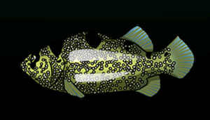SoapfishACP.png