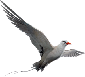 ACBFR DB Tropicbird.png