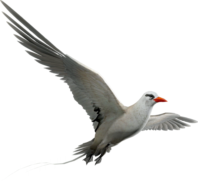 File:ACBFR DB Tropicbird.png