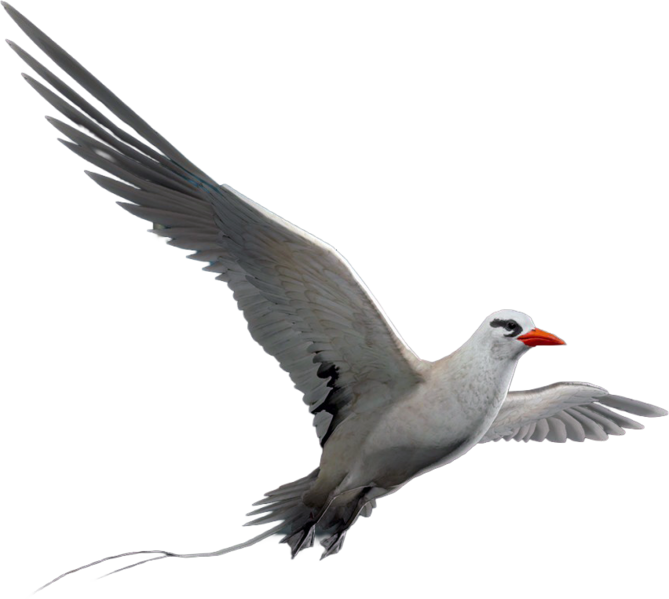 File:ACBFR DB Tropicbird.png