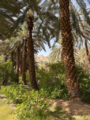 Pomegranate trees cultivated beneath the date palms on a farm in the AlUla oasis.