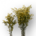 Thumbnail for version as of 16:54, 24 June 2026
