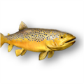 Brown trout (Salmo trutta)