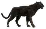 Animus EGO's database image
