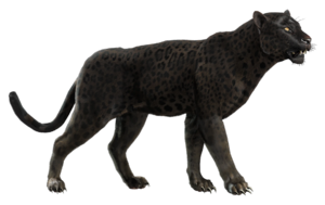 ACBFR DB Black Jaguar.webp