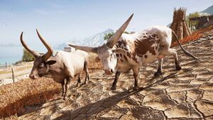 ACOd-BullCow.jpg