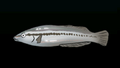 Thumbnail for version as of 00:09, 23 January 2026