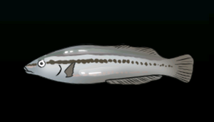 SlipperyDickACP.png
