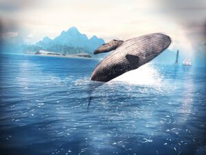 ACP Humpback whale.jpg
