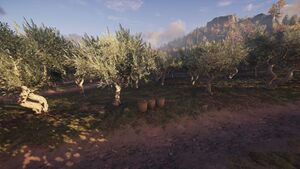 ACOd-OliveGrove.jpg