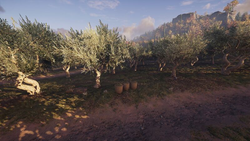 File:ACOd-OliveGrove.jpg