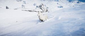ACV Arctic Fox.jpg