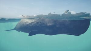 ACOd-whale.jpg