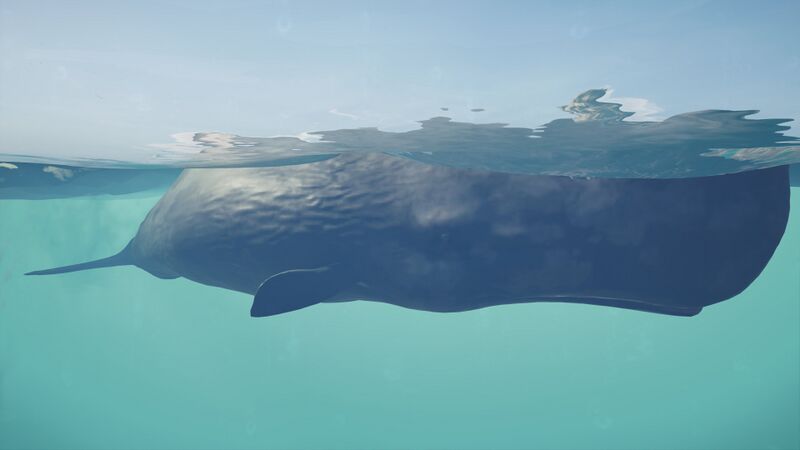 File:ACOd-whale.jpg