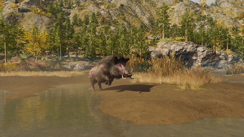 File:ACOD Kalydonian Boar.jpg