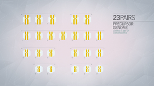 ACU Precursor Genome.png