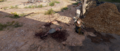 Bayek investigating the bodies on the ground