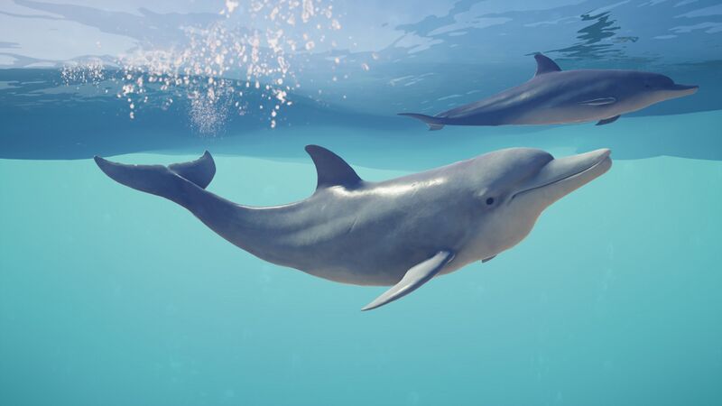 File:ACOd-dolphins.jpg
