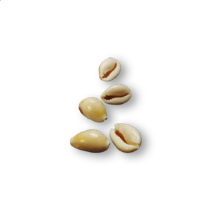 ACMirage Money Cowrie.png