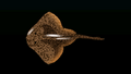 Thumbnail for version as of 00:13, 23 January 2026