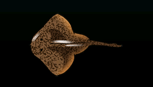 SkateACP.png