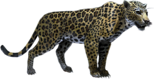 ACBFR DB Jaguar.png