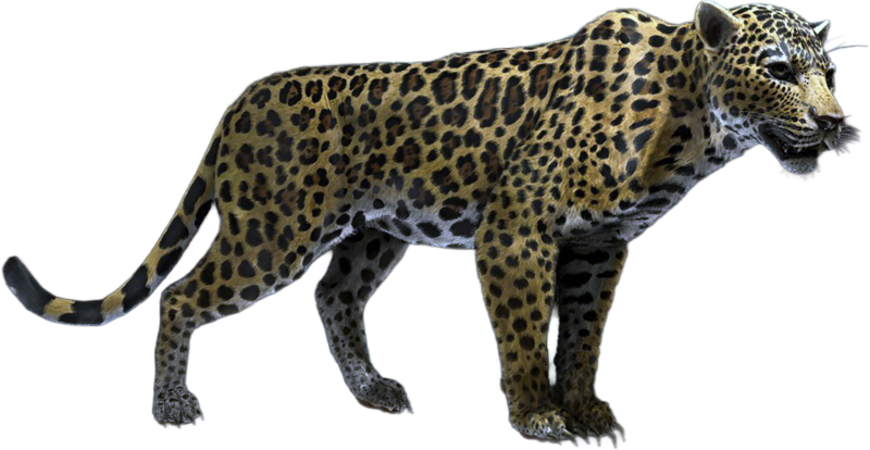 File:ACBFR DB Jaguar.png