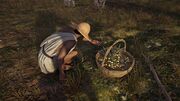 An olive picker