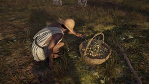 ACOd-Olivepicker.jpg