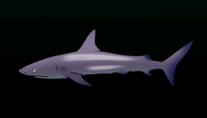 GalapagosSharkACP.png