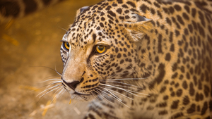 ACMir VoM DB - Leopards of Arabia.webp