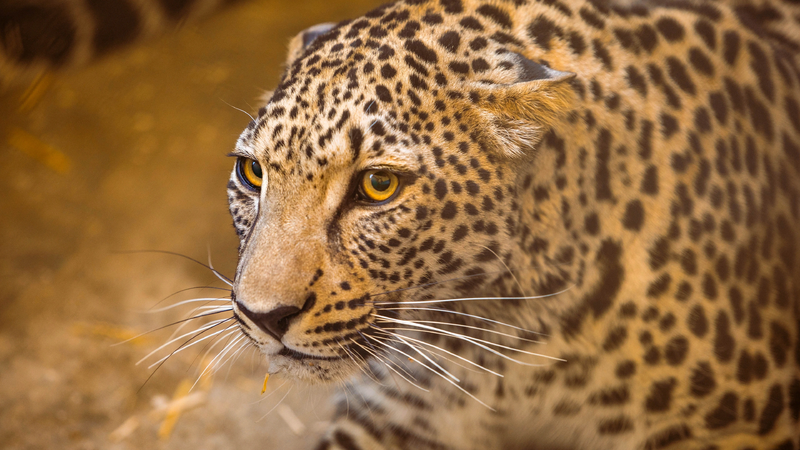 File:ACMir VoM DB - Leopards of Arabia.webp