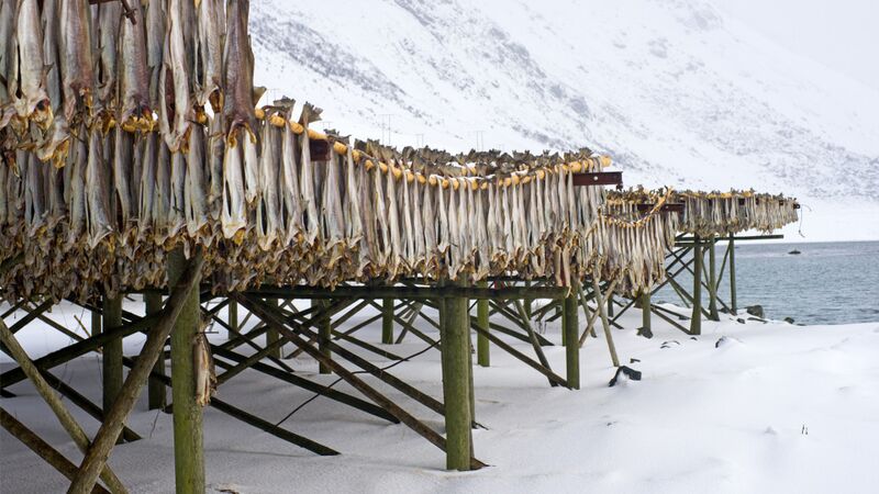 File:DTVA - Cods on wooden rack.jpg