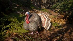 ACV Arne Turkey.jpg