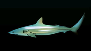 DuskySharkACP.png