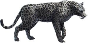 ACBFR DB White Jaguar.png