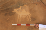 As an iconic element of the nomadic life, camels frequently appeared in rock art of AlUla.